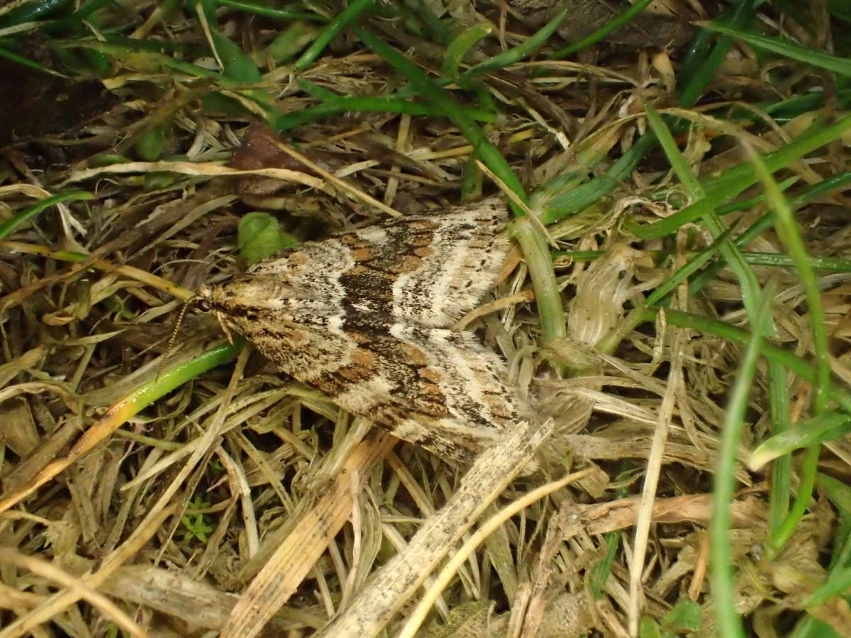 Barred Tooth-striped (Trichopteryx polycommata) photographed at South Foreland by Dave Shenton