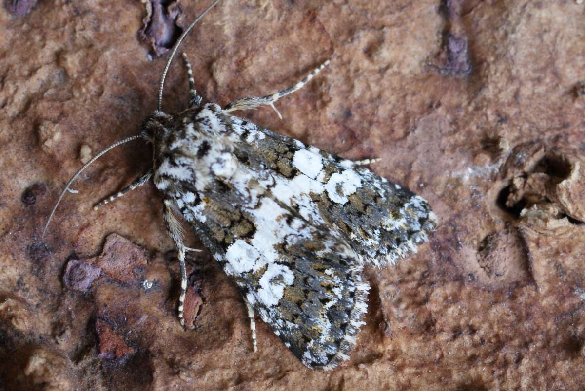 Varied Coronet (Hadena compta) photographed at Aylesham  by Dave Shenton 