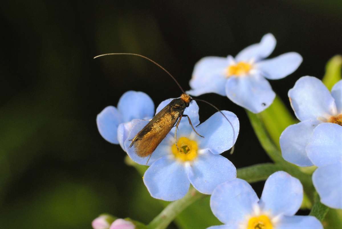 Meadow Long-horn (Cauchas rufimitrella) photographed in Kent by Antony Wren