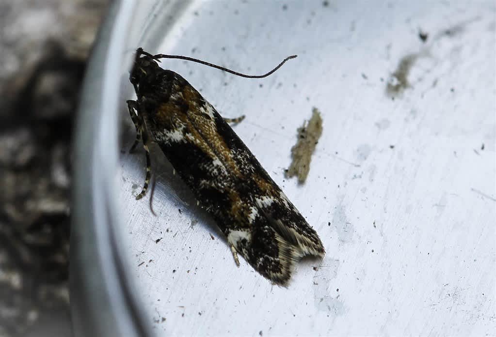 Narrow Groundling (Caryocolum alsinella) photographed in Kent by Carol Strafford 