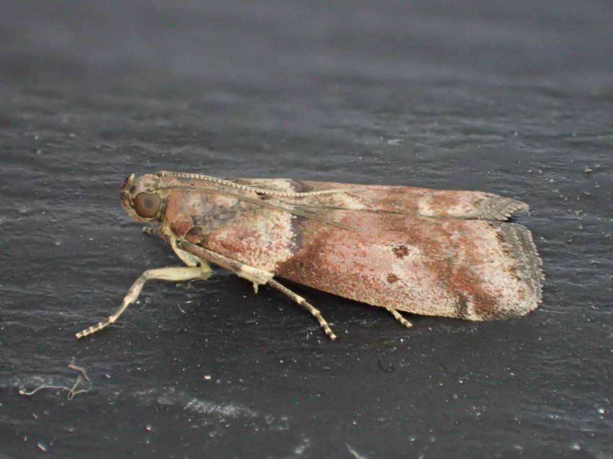 Broad-barred Knot-horn (Acrobasis consociella) photographed in Kent by Dave Shenton