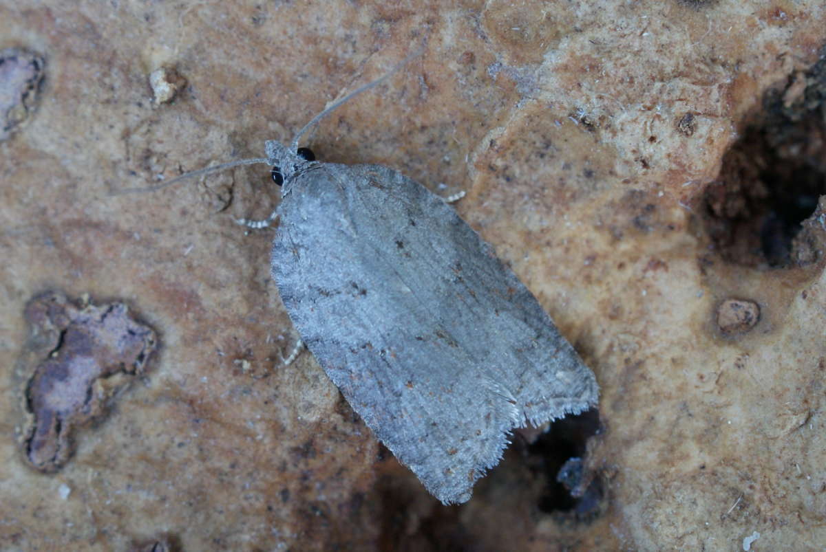 Ashy Button (Acleris sparsana) photographed at Aylesham  by Dave Shenton 