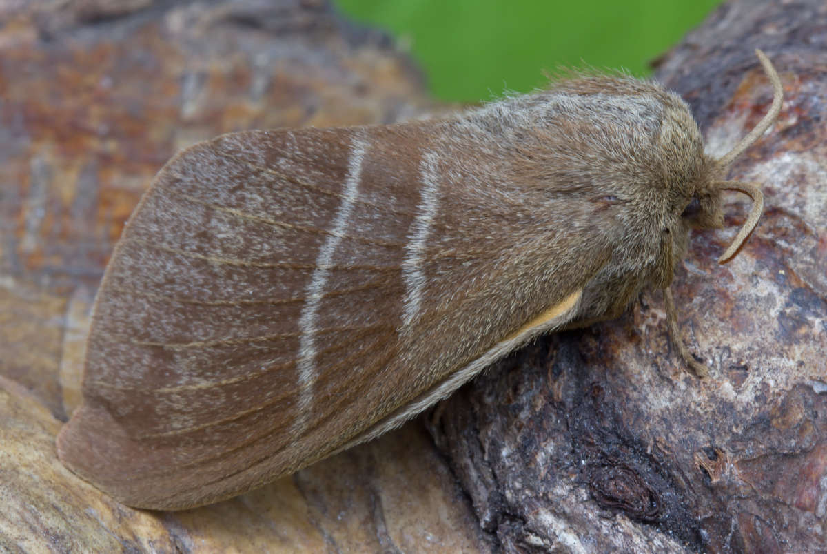 Fox Moth (Macrothylacia rubi) photographed at Boughton-under-Blean by Peter Maton 