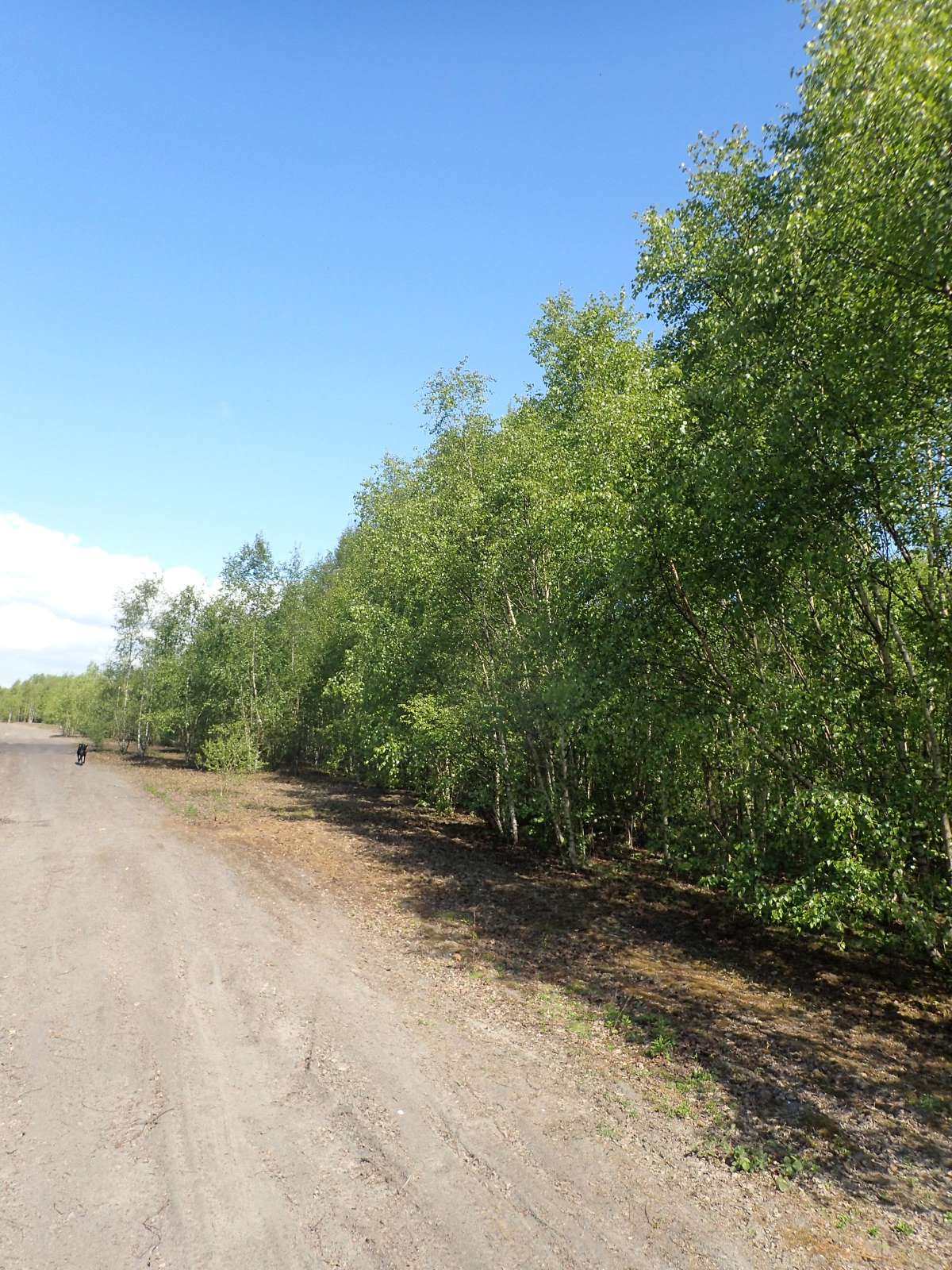 Large Birch Purple (Eriocrania sangii) photographed at Snowdown Colliery site  by Dave Shenton 