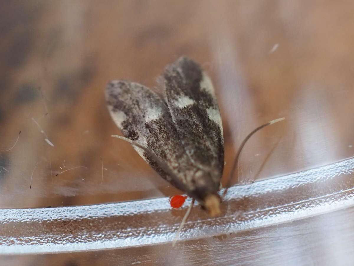 Treble-spot Flat-body (Telechrysis tripuncta) photographed in Kent by Virginia Fairchild 