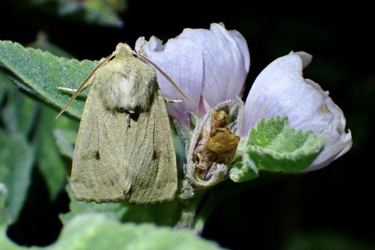Marsh Mallow Moth (Hydraecia osseola) photographed at Holborough by Oliver Bournat
