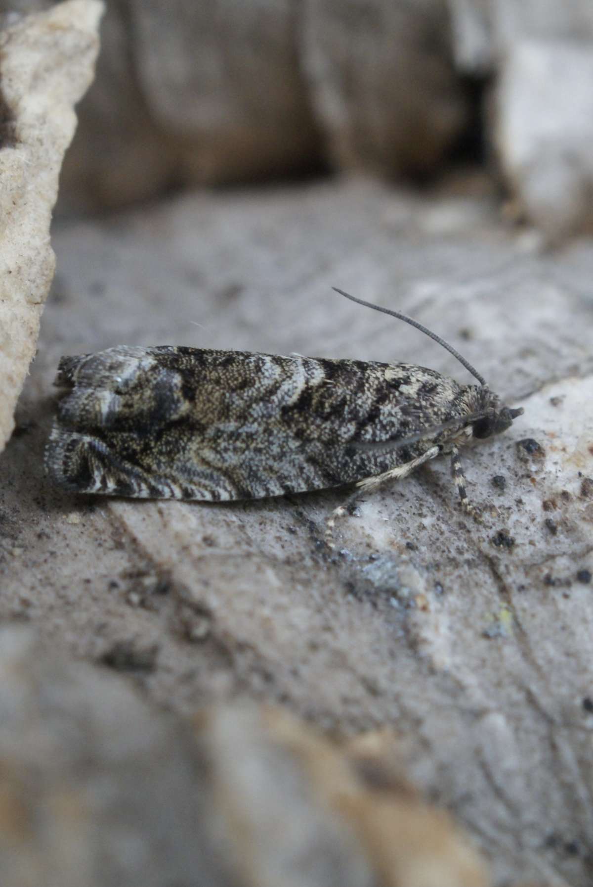 Large Beech Piercer (Cydia fagiglandana) photographed in Kent by David Shenton