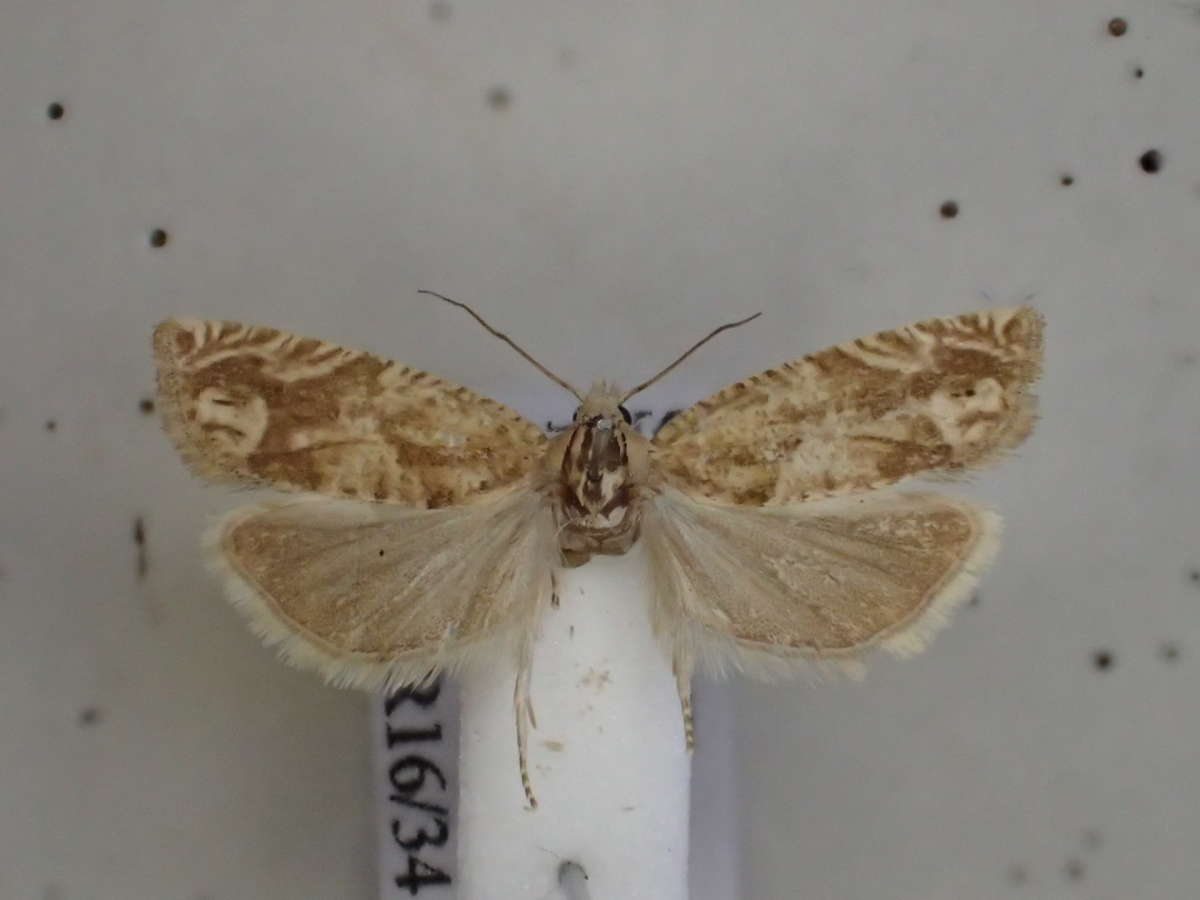 Fulvous Bell (Eucosma fulvana) photographed in Kent by Dave Shenton 