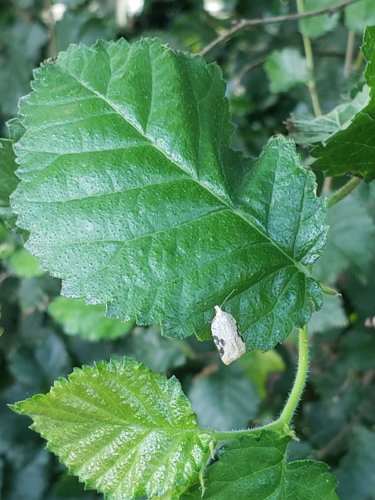 Elm Button (Acleris kochiella) photographed in Kent by Phil Ambler