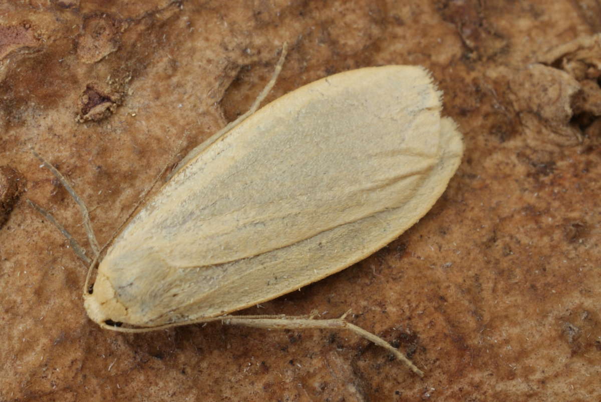 Dingy Footman (Eilema griseola) photographed at Aylesham  by Dave Shenton 