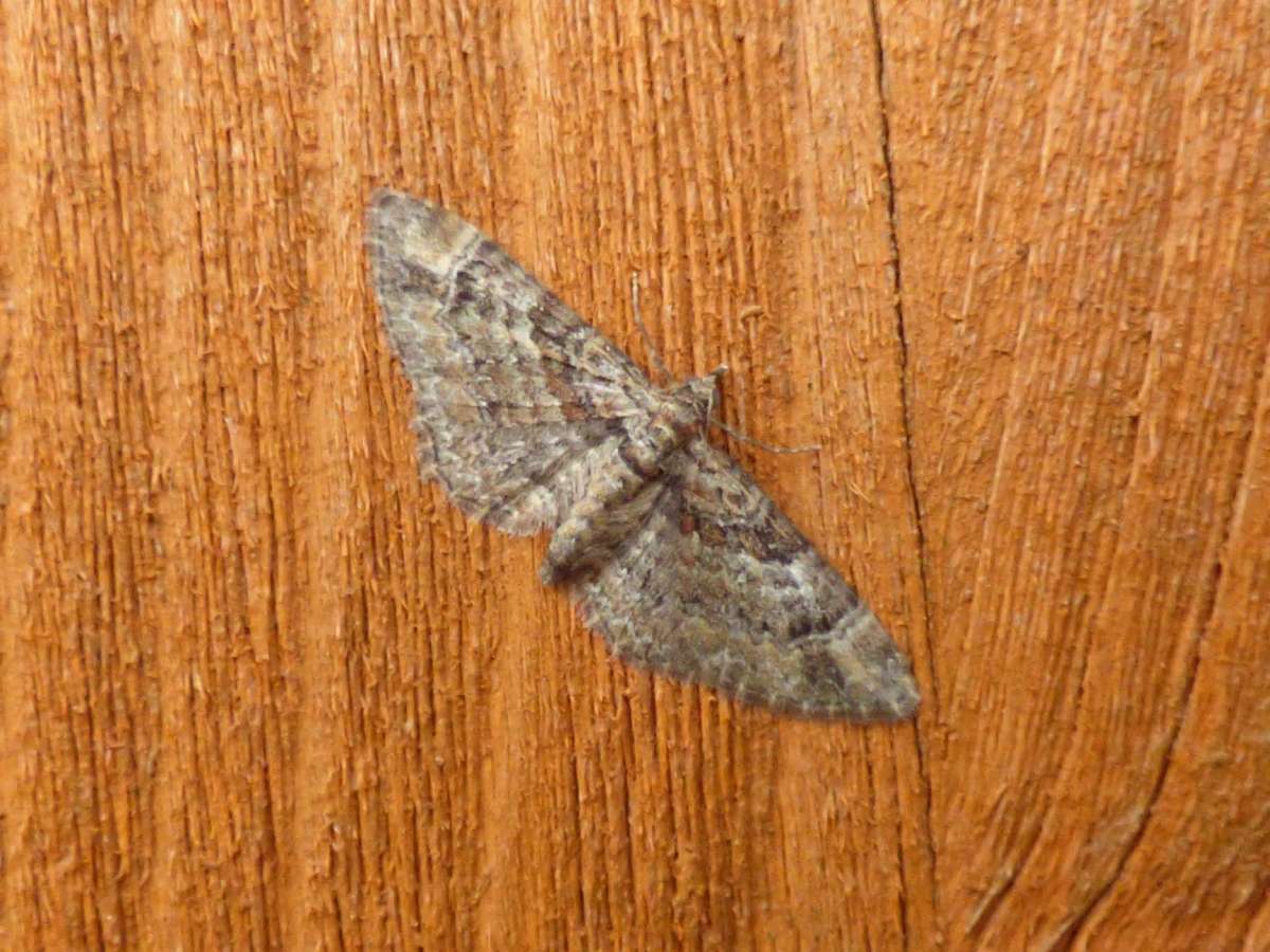 Double-striped Pug (Gymnoscelis rufifasciata) photographed in Kent by Allan Beeney