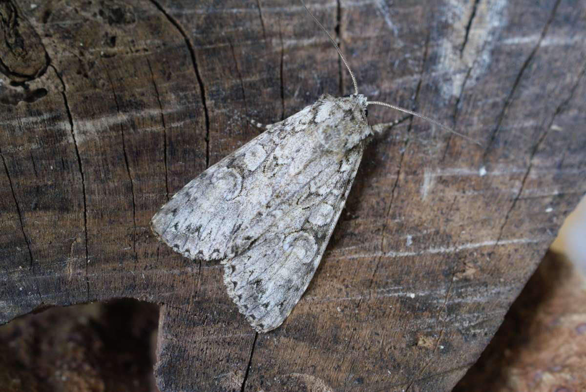 Grey Arches (Polia nebulosa) photographed at Aylesham  by Dave Shenton 