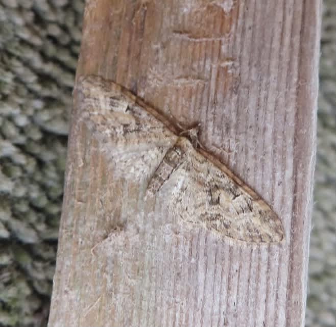 Brindled Pug (Eupithecia abbreviata) photographed in Kent by Alan Ford