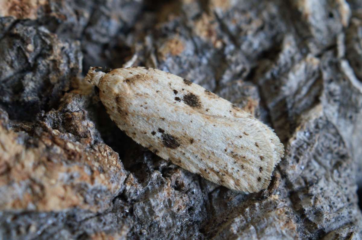 Brindled Flat-body (Agonopterix arenella) photographed in Kent by Dave Shenton 