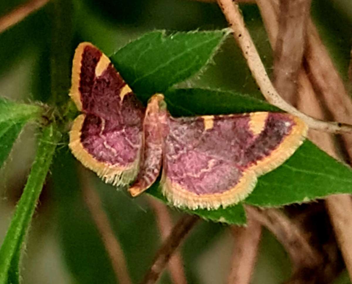 Gold Triangle (Hypsopygia costalis) photographed in Kent by Danielle Bride