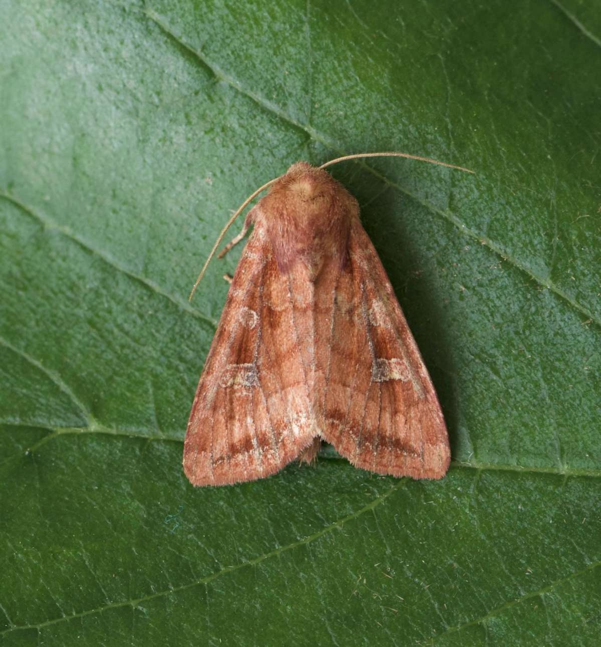 Splendid Brocade (Lacanobia splendens) photographed at Whitstable  by Andy Taylor