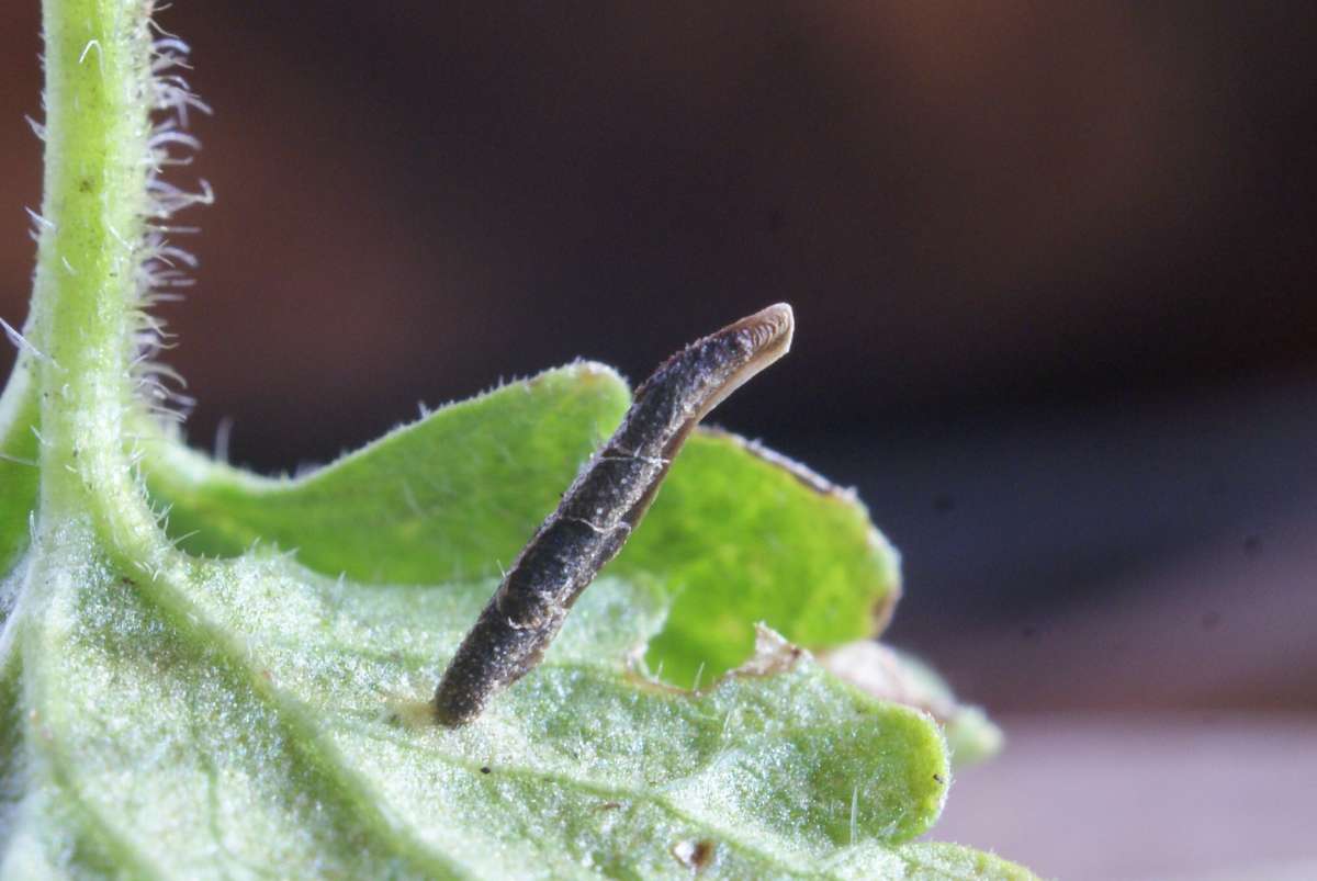 White-legged Case-bearer (Coleophora albitarsella) photographed in Kent by Dave Shenton 