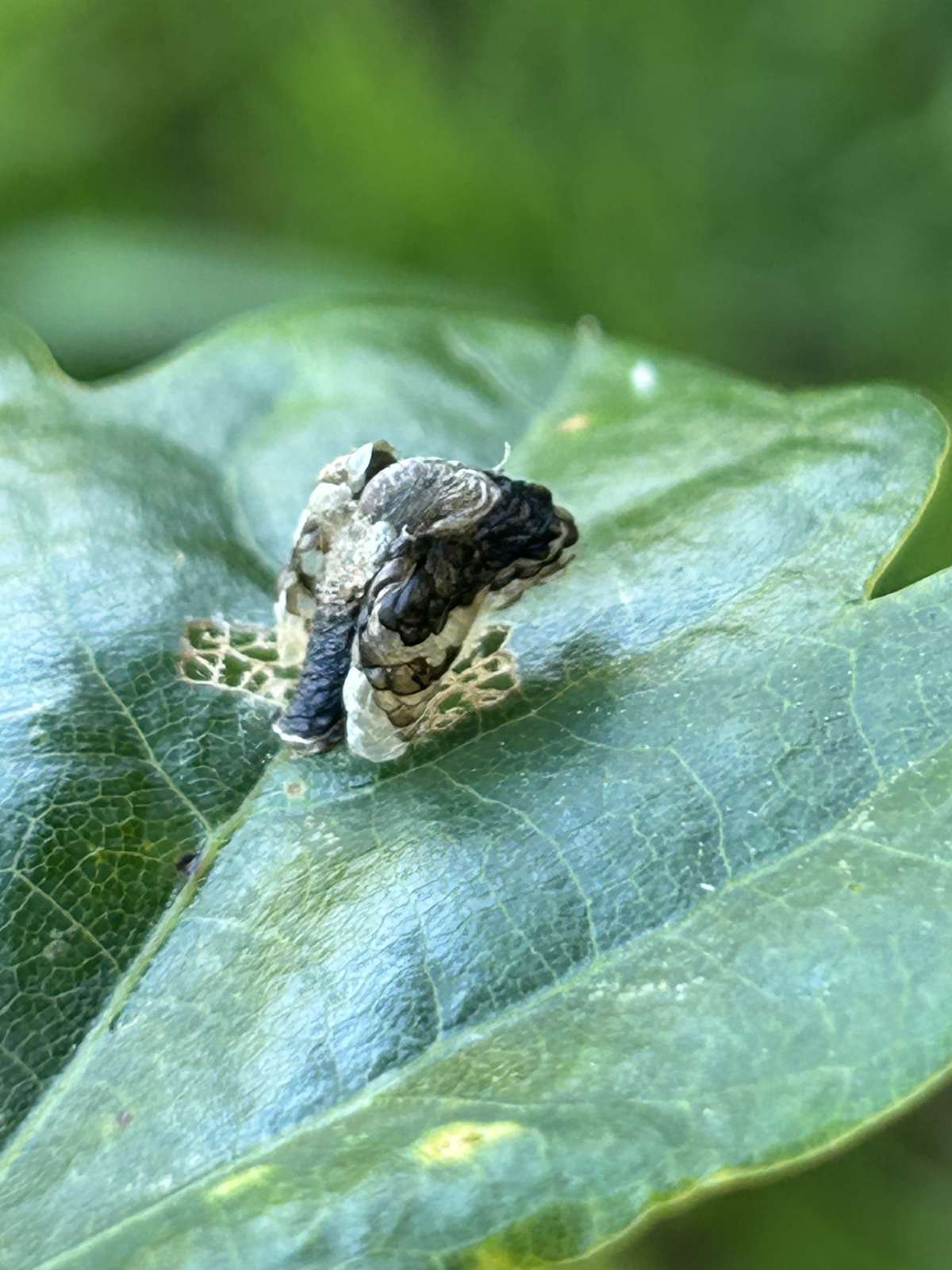 White Oak Case-bearer (Coleophora kuehnella) photographed at Holborough Woods by Dave Shenton
