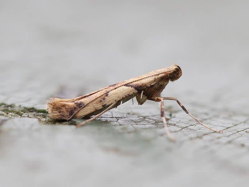 Pale Maple Slender (Caloptilia honoratella) photographed at Cheriton  by Brian Harper 