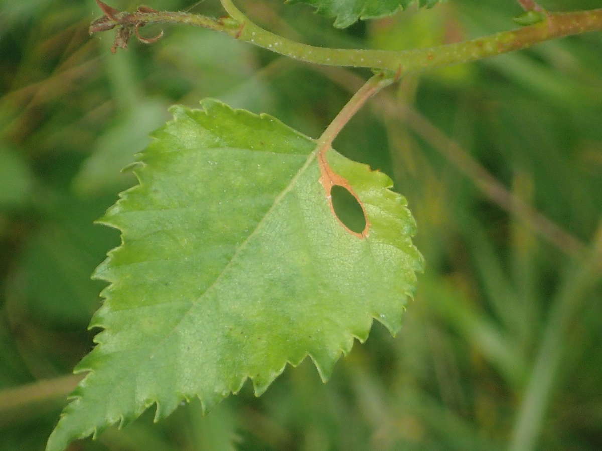 Birch Lift (Heliozela hammoniella) photographed in Kent by Dave Shenton 