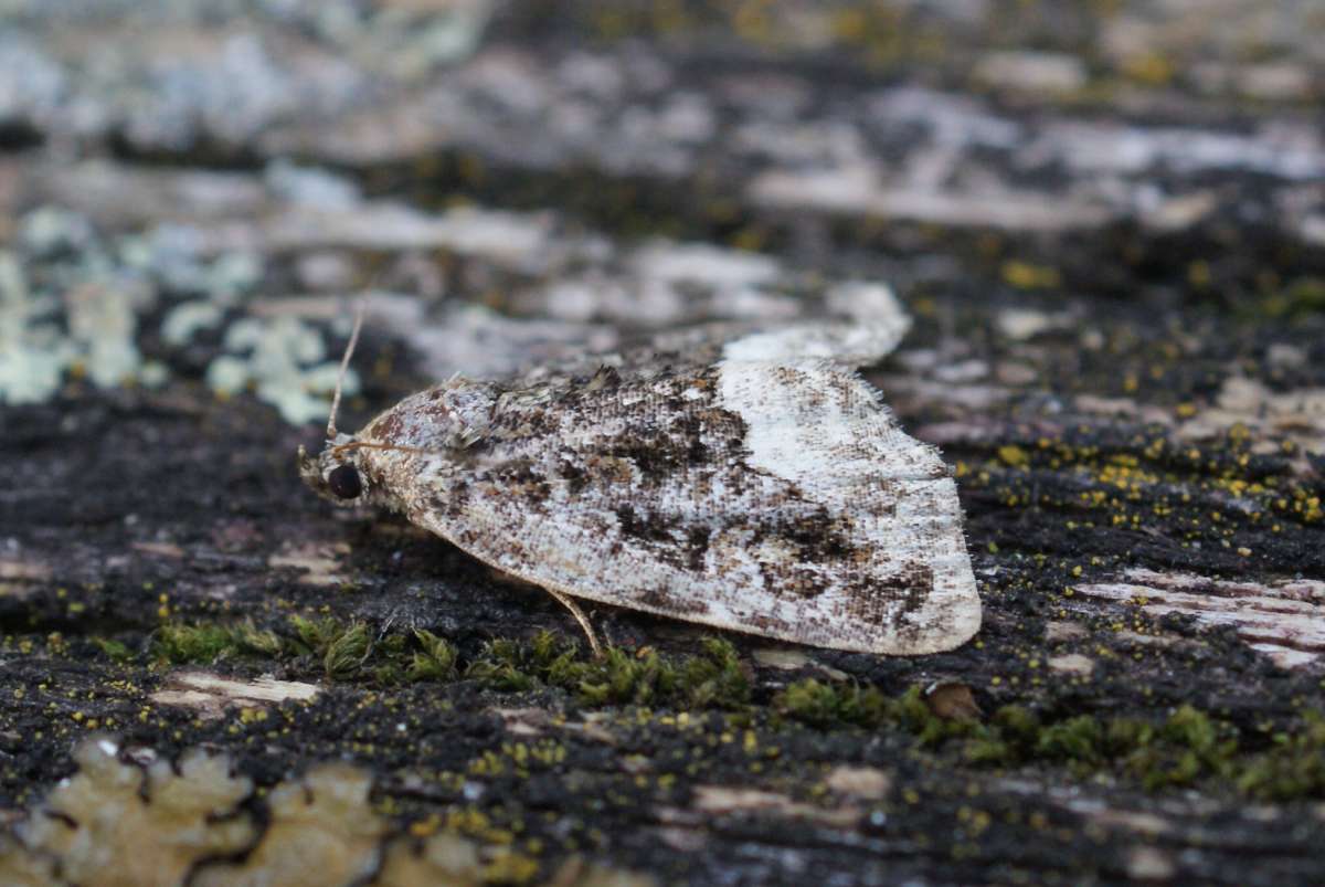 Marbled White Spot (Deltote pygarga) photographed in Kent by Dave Shenton 