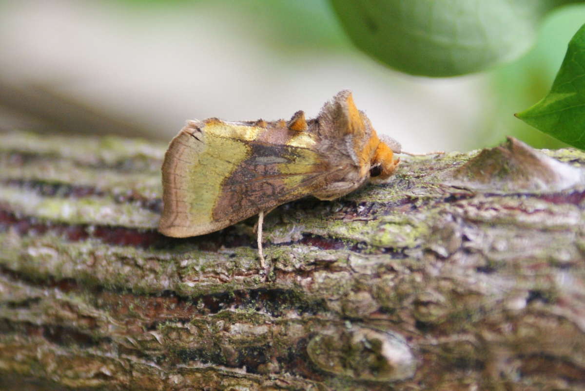 Burnished Brass (Diachrysia chrysitis) photographed in Kent by Dave Shenton 