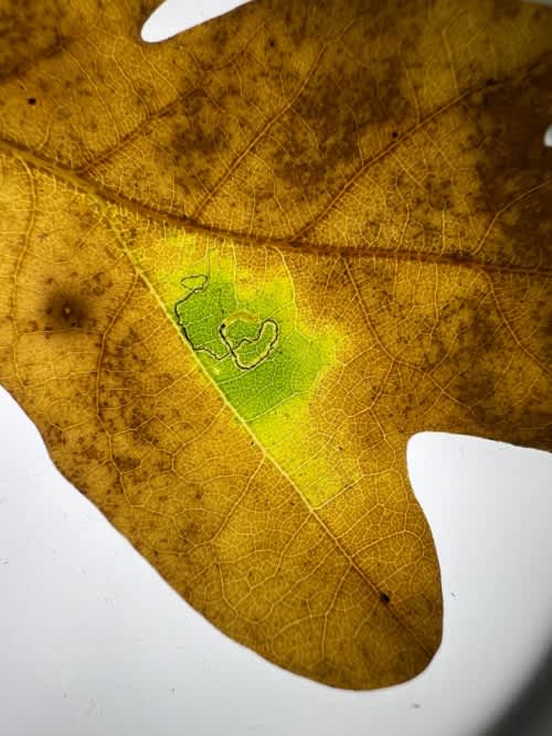 Common Oak Pigmy (Stigmella roborella) photographed at Marden  by David Newman