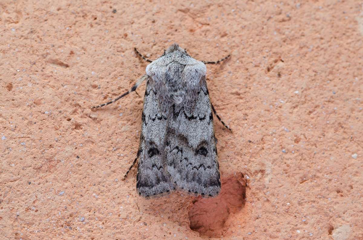 Light Feathered Rustic (Agrotis cinerea) photographed in Kent by Darren Taylor 