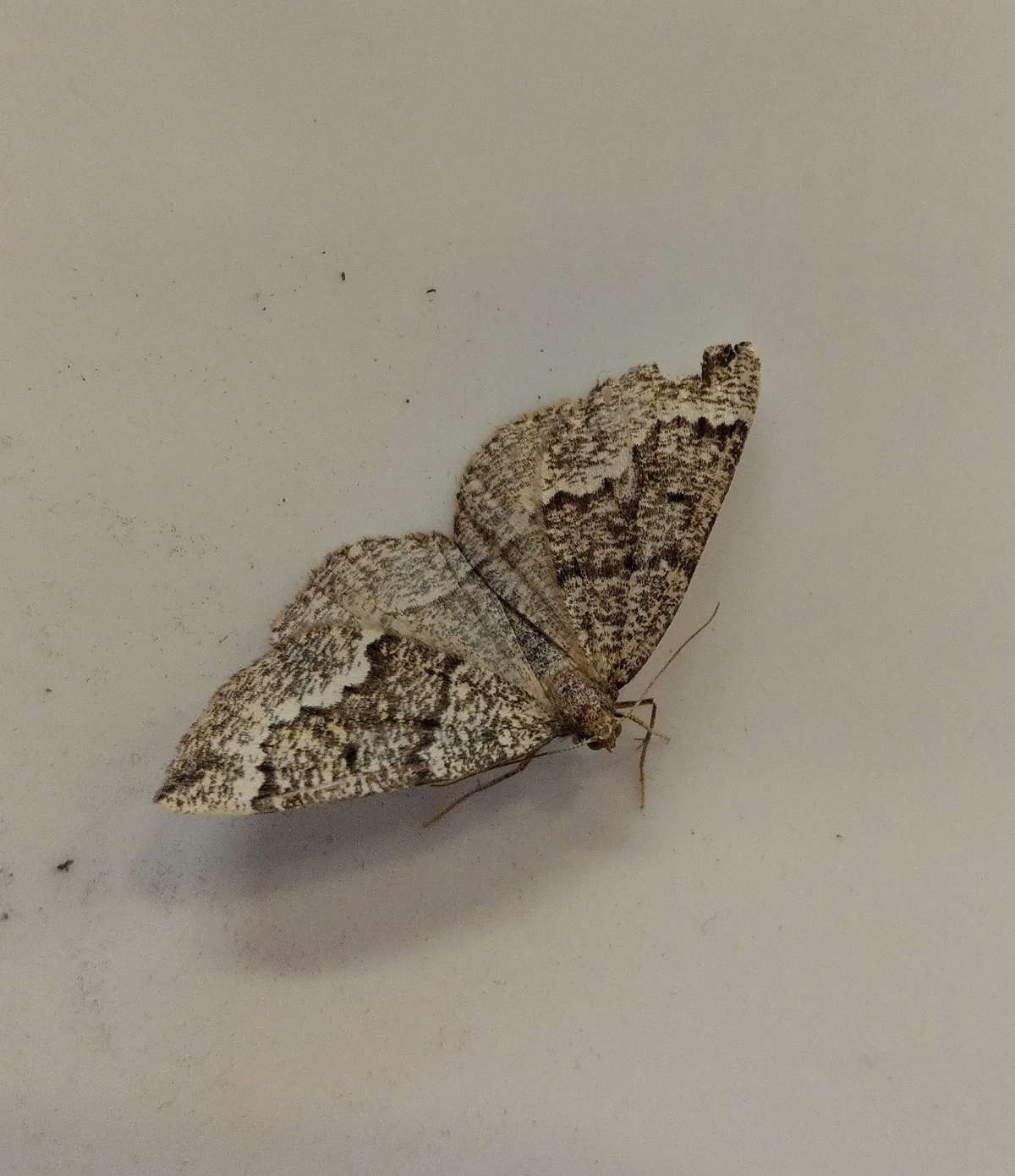 Banded Pine Carpet (Pungeleria capreolaria) photographed in Kent by  Nathan Moss 