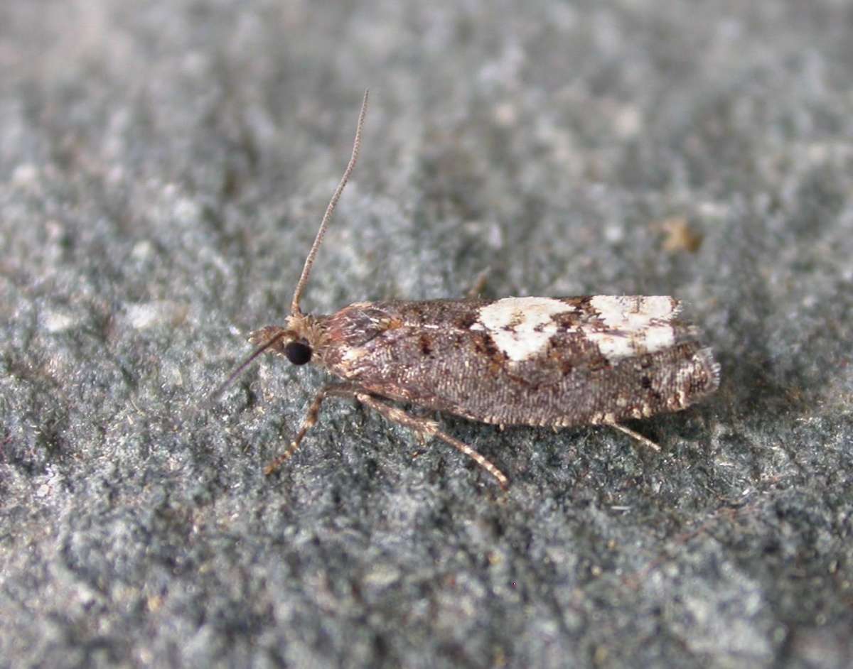 White-blotch Bell (Epinotia trigonella) photographed in Kent by Ross Newham