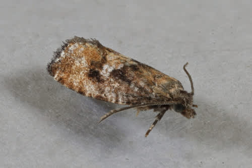 Spruce-bud Moth (Zeiraphera ratzeburgiana) photographed in Kent by Stephen Cutt