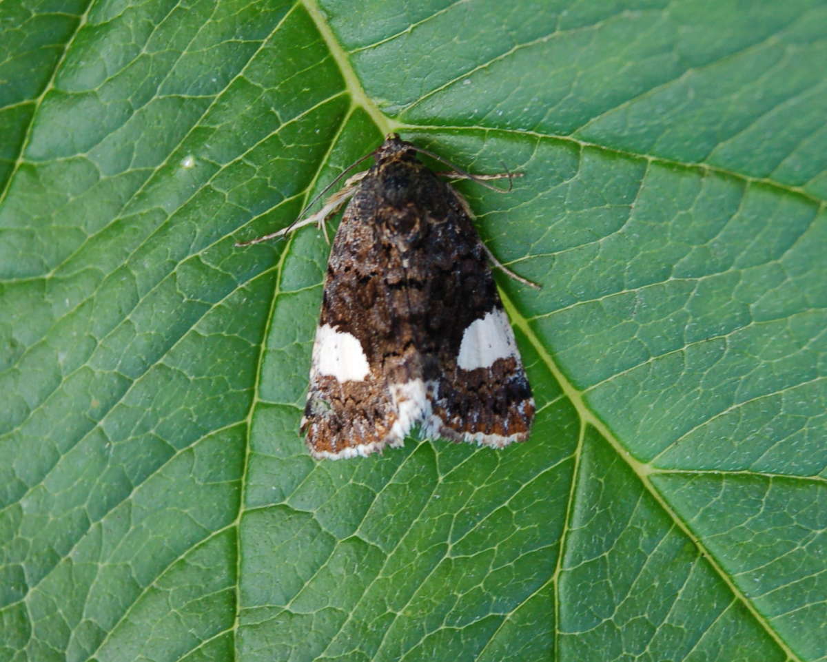 The Four-spotted (Tyta luctuosa) photographed in Kent by Paul Howe