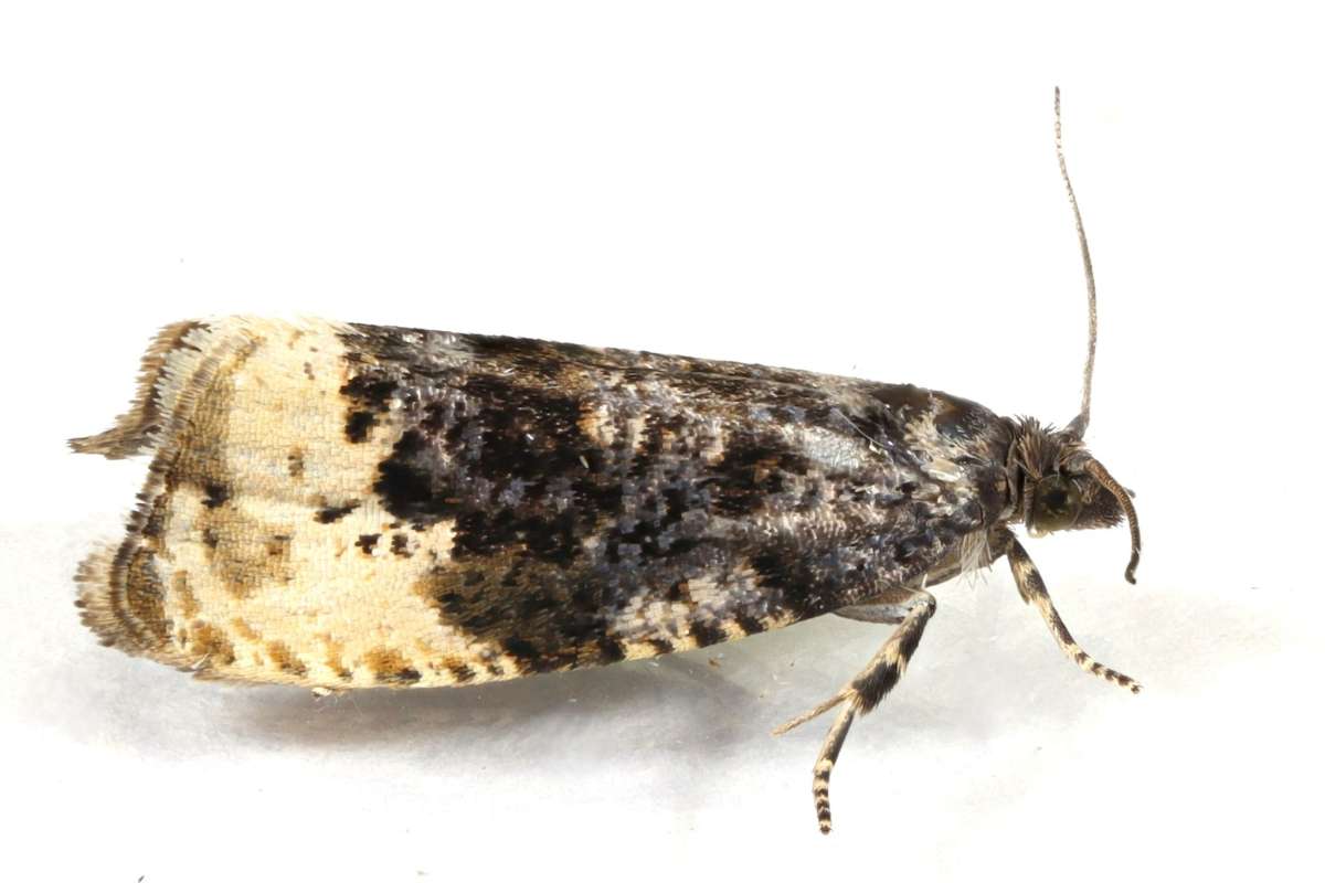 Buff-tipped Marble (Hedya ochroleucana) photographed at Lydden by Steve Cutt