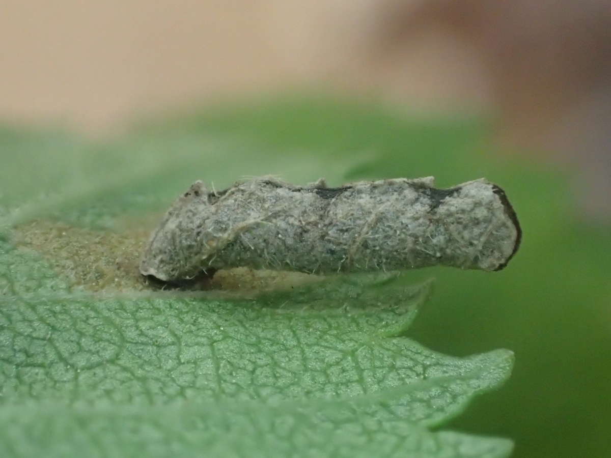 Pale Elm Case-bearer (Coleophora badiipennella) photographed at Culand Pits  by Dave Shenton 