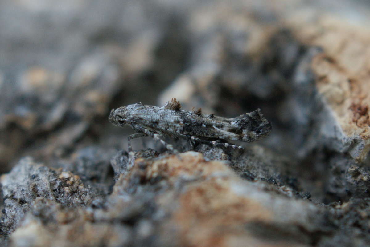 Garden Lance-wing (Epermenia chaerophyllella) photographed at Aylesham  by Dave Shenton 