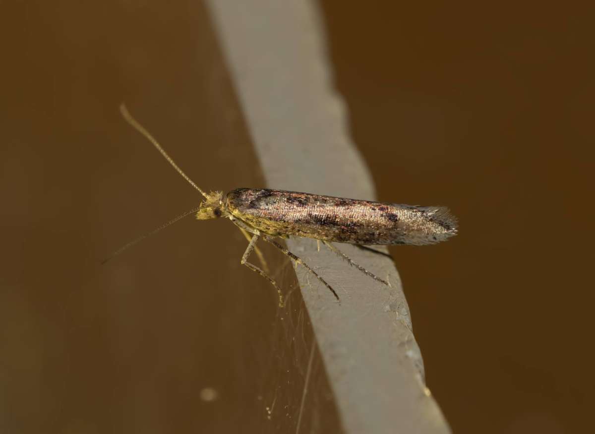 Variable Smudge (Ypsolopha ustella) photographed in Kent by Mark Chidwick