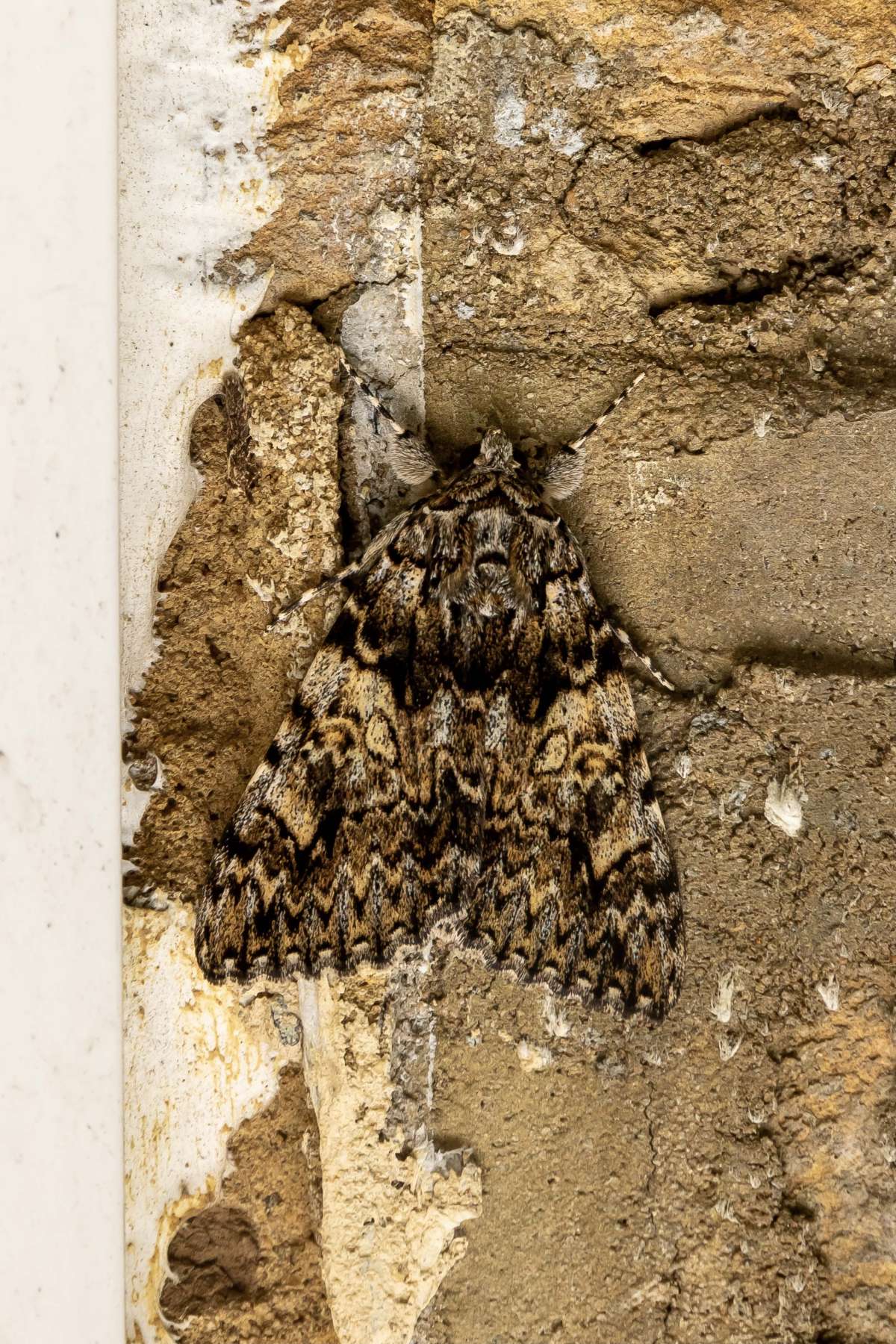 Light Crimson Underwing (Catocala promissa) photographed in Kent by Alex Pemberton