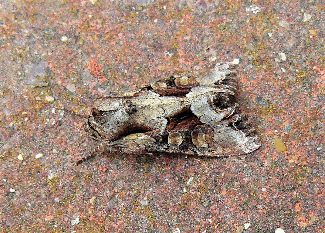 Light Brocade (Lacanobia w-latinum) photographed at Grain by Fred Butcher 