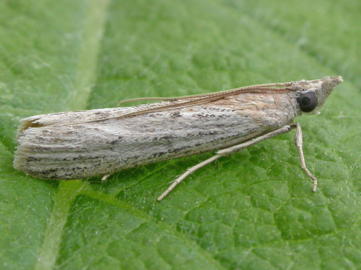 Samphire Knot-horn (Epischnia asteris) photographed in Kent by David Beadle 