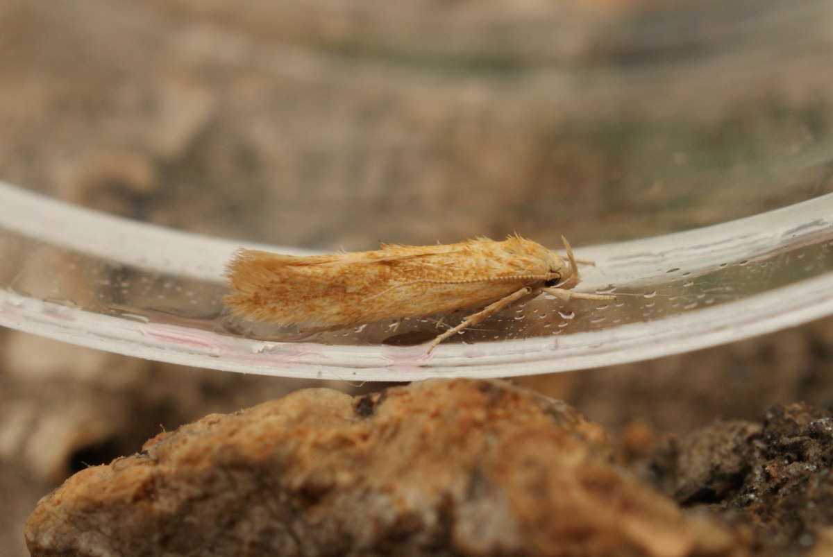 Buff Mompha (Mompha ochraceella) photographed at Aylesham  by Dave Shenton 