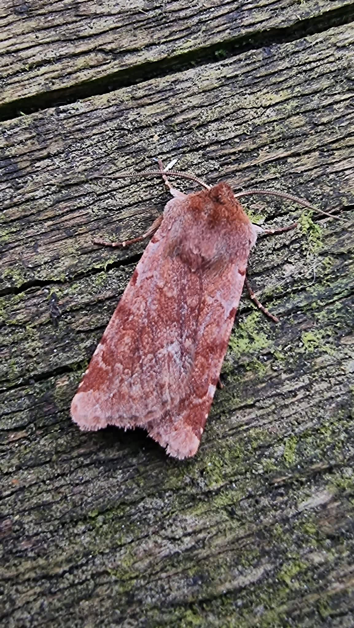 Red Chestnut (Cerastis rubricosa) photographed at Ashford  by Leonard Cooper