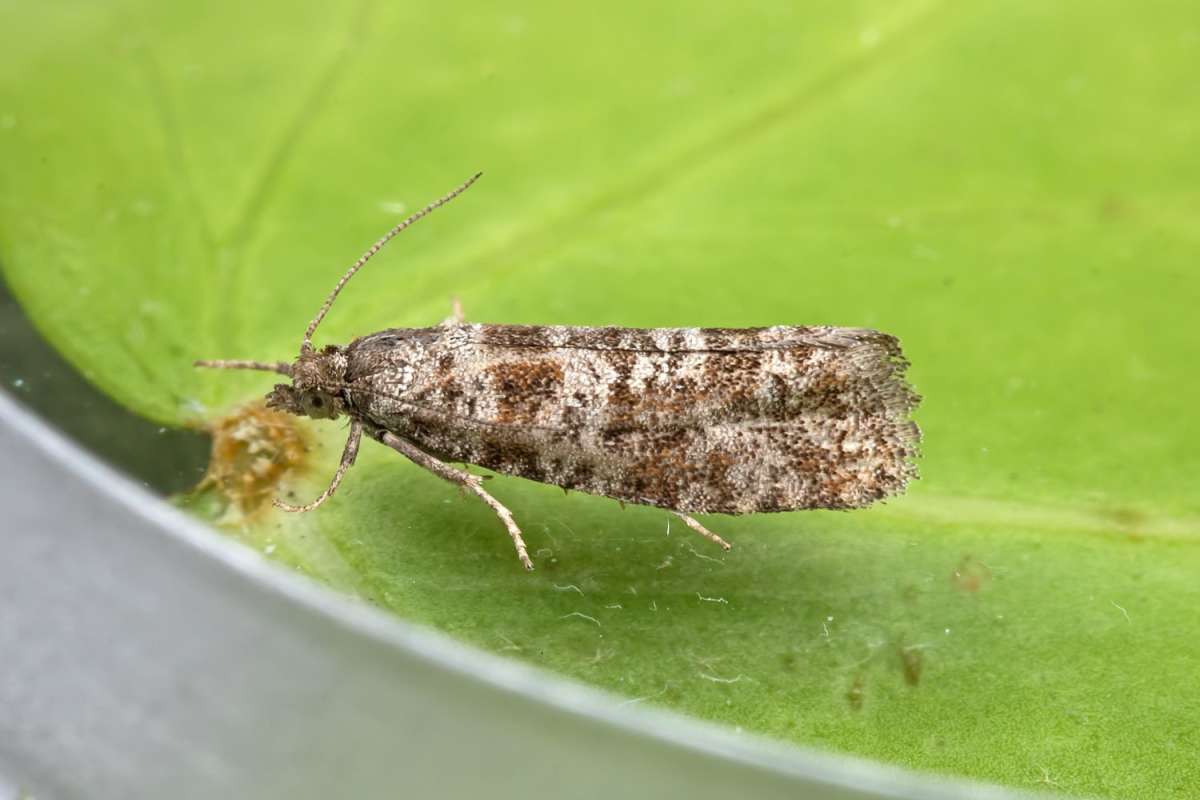 Spotted Shoot (Rhyacionia pinivorana) photographed in Kent by Peter Maton