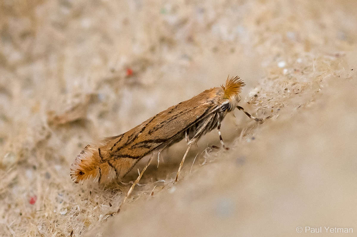 Garden Midget (Phyllonorycter messaniella) photographed in Kent by Paul Yetman