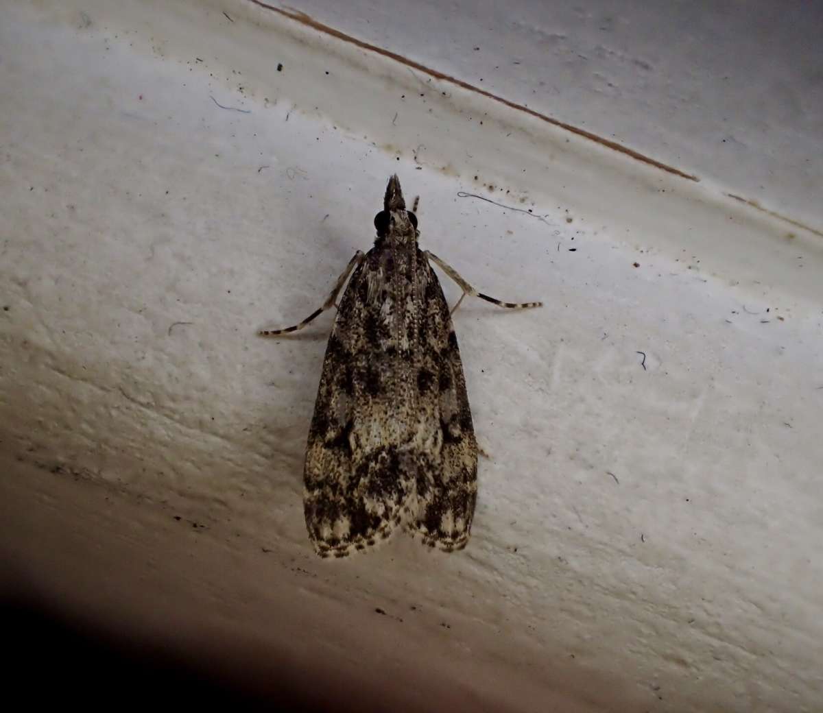 Little Grey (Eudonia lacustrata) photographed at Aylesham by Dave Shenton 