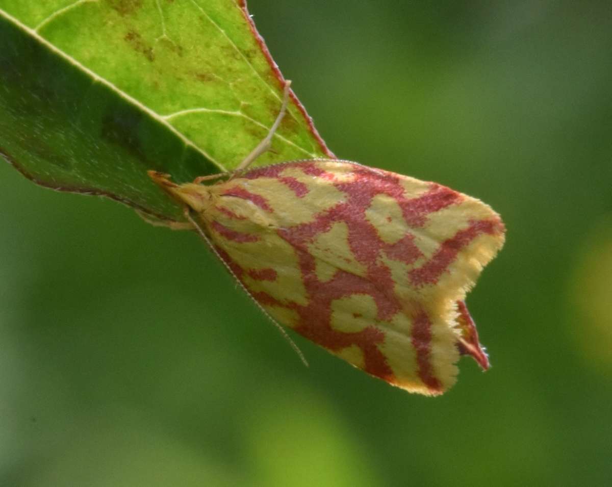 Lemon Flat-body (Hypercallia citrinalis) photographed in Kent by Ross Newham 