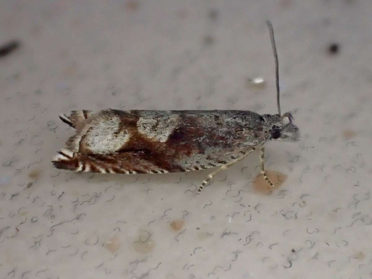 Bridge Roller (Ancylis uncella) photographed at  Covert Wood, Barham  by Dave Shenton 