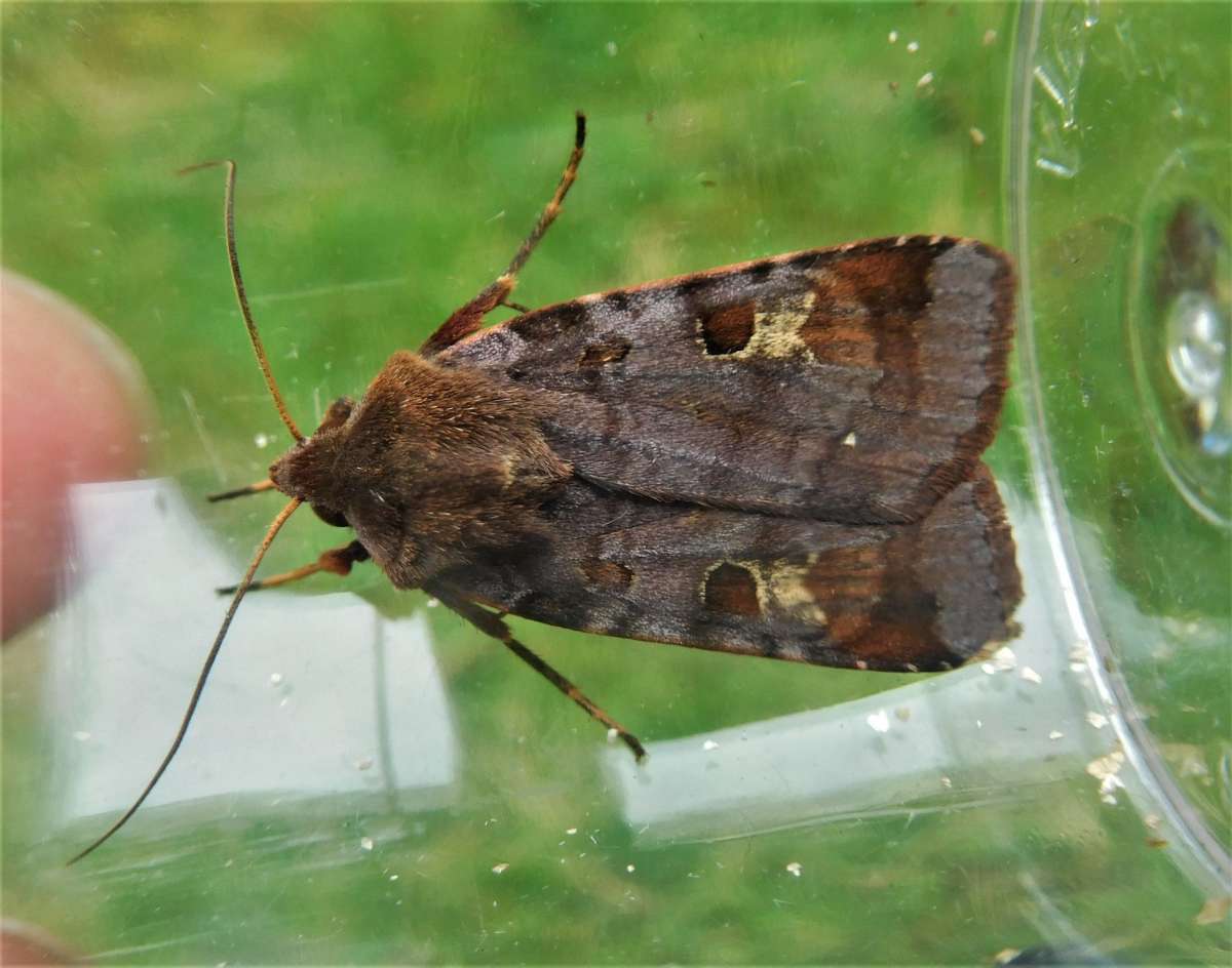 Purple Clay (Diarsia brunnea) photographed in Kent by John Dale 