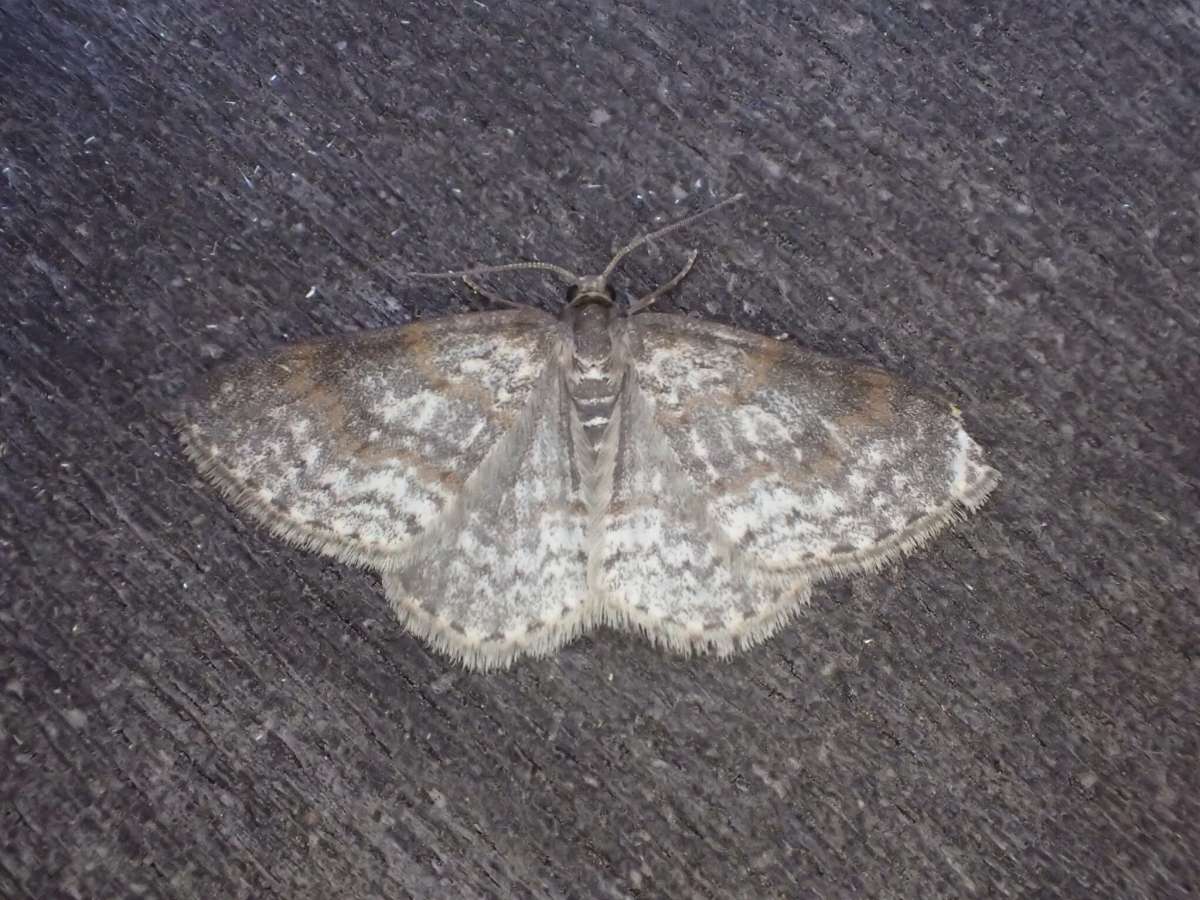 Waved Carpet (Hydrelia sylvata) photographed in Kent by Dave Shenton 