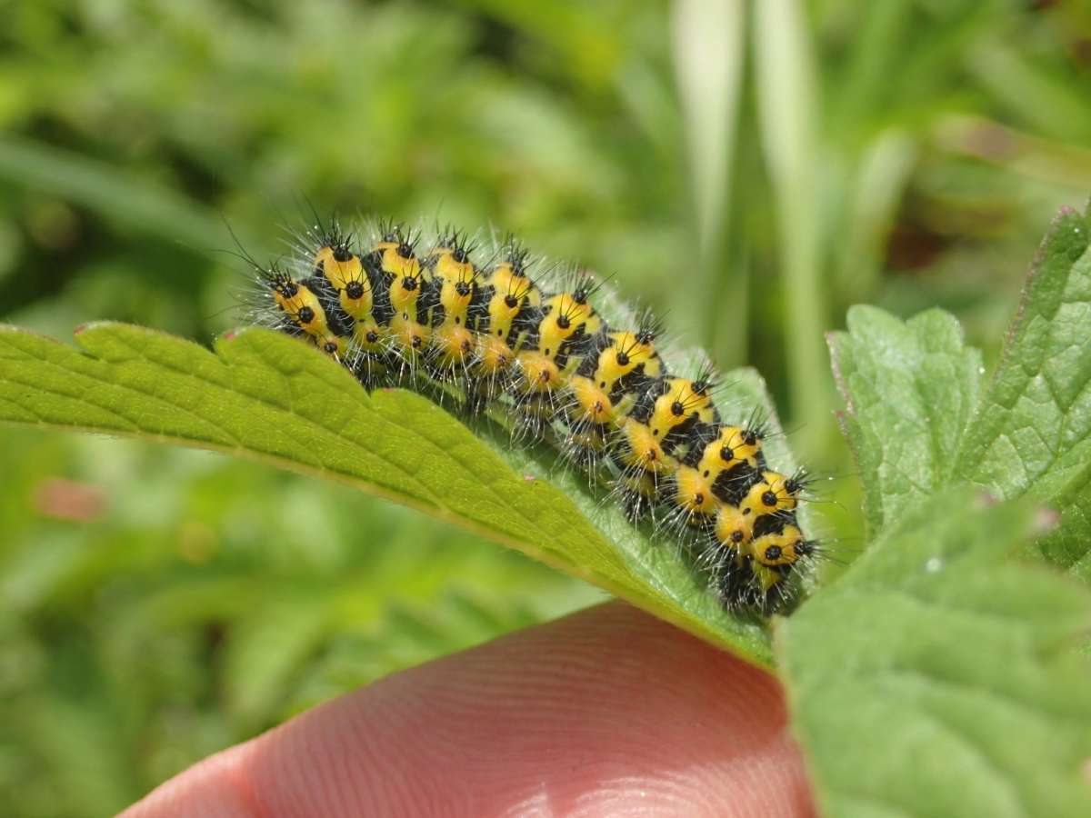 Emperor Moth (Saturnia pavonia) photographed at Sandwich Bay by Dave Shenton 