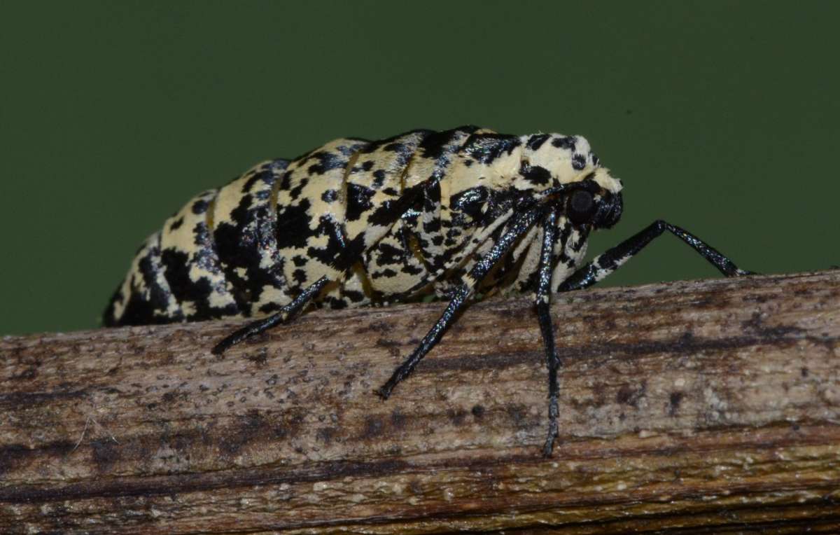 Mottled Umber (Erannis defoliaria) photographed in Kent by Alan Stubbs